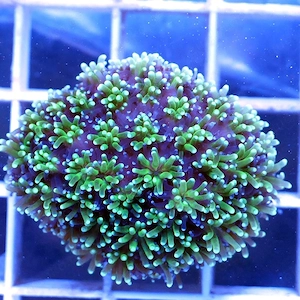 Galaxea Koralle