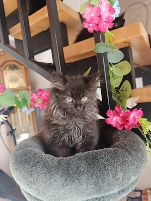 5 kleine Kater suchen ab sofort ein zu Hause !!!