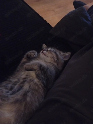 Mischling Katze BKH 
