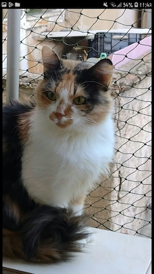 Langhaarige Schönheit, Katze, weiblich, kastriert