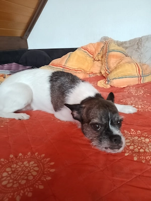 Französische Bulldogge mix Dame