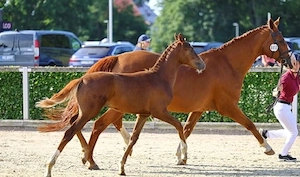 Jährling,Stute, For Romance, Quaterback, Fuchs,Dressurpferd