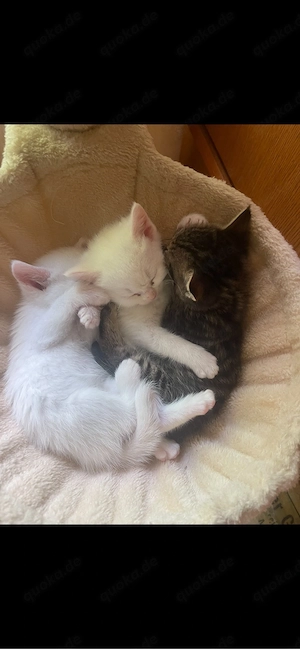 baby katze