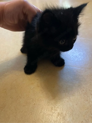 baby katze
