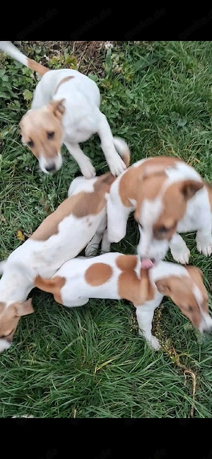 Süße Jack Russell Welpe anzugeben 