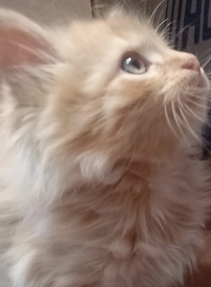 Tricolor Glückskatze Schildpatt Norweger Maine Coon Kitten roter Kater