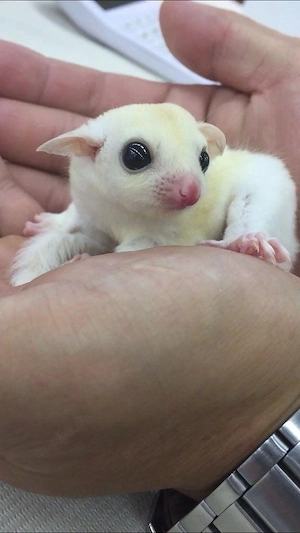 Amazing Sugar Gliders