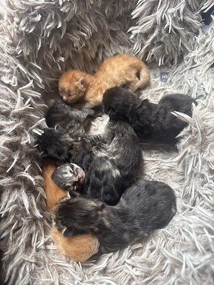 kitten nachwuchs 