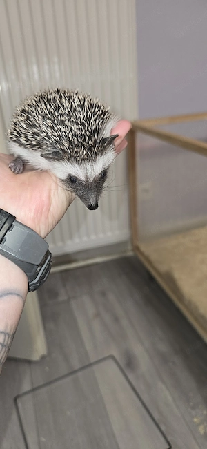 afrikanische weißbauchigel babys