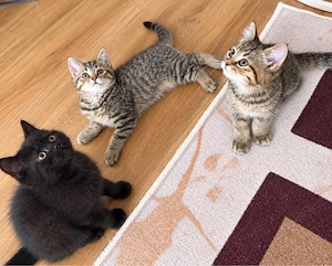 Britisch Kurzhaar Kitten 