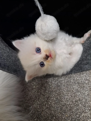 Baby Kätzchen LG 