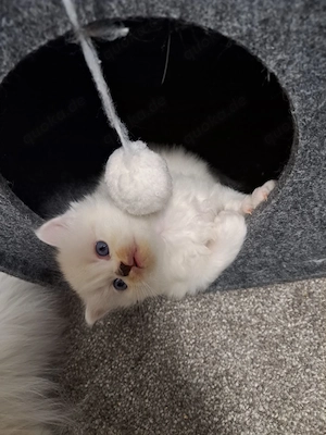 Baby Kätzchen LG 