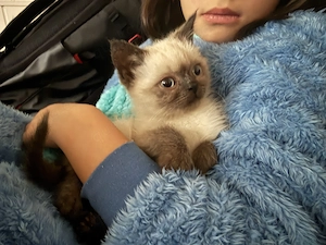 BKH dunkel Nase blauen Augen Baby Katze