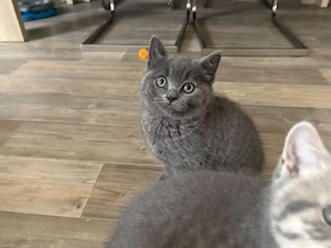 Britischen kurzhaar Baby Katzen