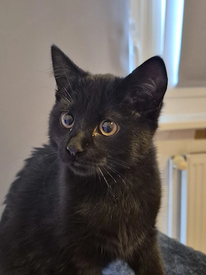 Verschmuster Kater 3 Monate alt