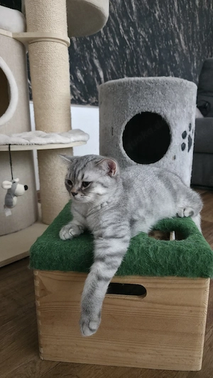 BKH Katerchen abholbereit 
