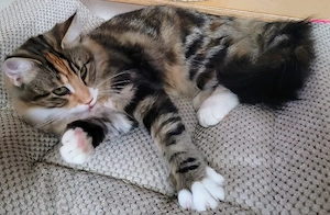 Norwegische Waldkatze,katzen, Glückskatze!