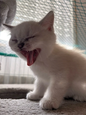 baby katzen