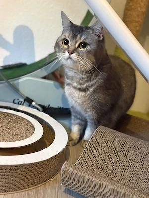 Zuhause Gesucht BKH weiblich 