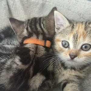 Europäische Kurzhaar Kitten 
