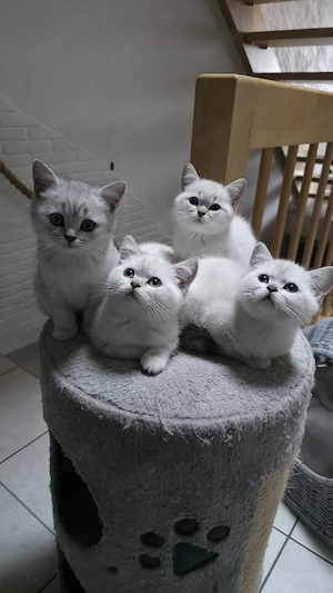 BKH Kitten abholbereit 