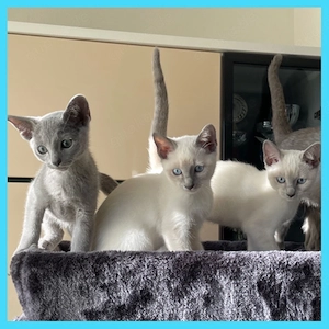 Abgabebereit!Reinrassige Russisch Blau mit Stammbaum, Kitten, kitten.