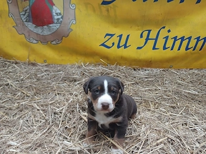 Appenzeller Sennenhund, Welpe, Hündin 
