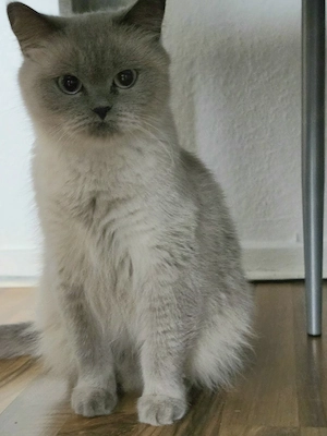 BKH Katze Blue Point 