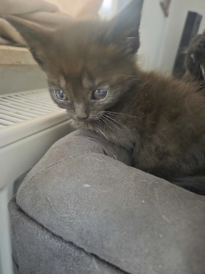 Süßes Britisch-Kurzhaar-Kitten sucht ein liebevolles Zuhause 