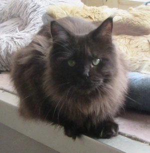 Maine Coon Katzen abzugeben