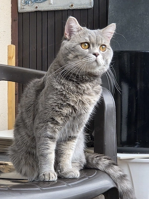 Bkh Deckkatter (Moris)