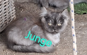 Babykater 
