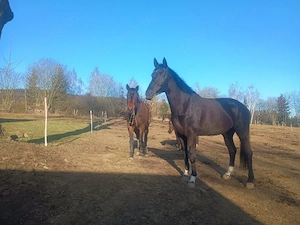 Zuchtstute,S platziert, Springpferd,Rappe