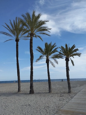 Überwintern in Spanien - Alicante 