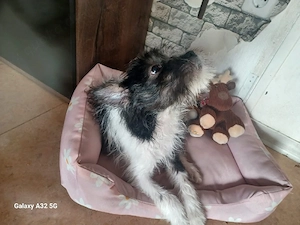 süßer Hund