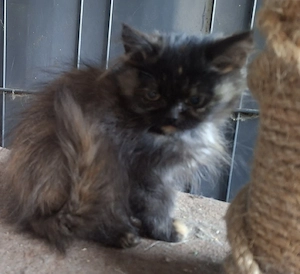 Baby Katzen Mädchen