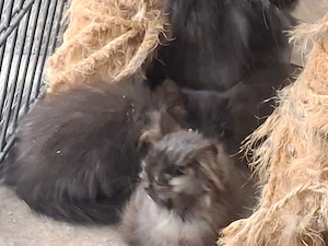 Babykatze gleich zum mitnehmen
