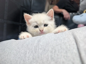  Makkaroni   kleine Schlafmütze mit großem Kuschelherz sucht ihr Für-immer-Zuhause 