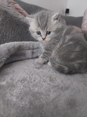 Bkh kitten 