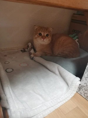 Liebevolles Zuhause für einen süßen Kater gesucht 