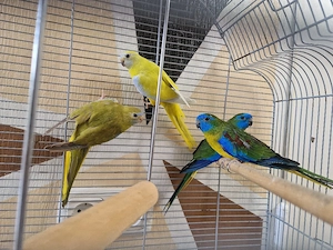 Schönsittiche Pärchen 