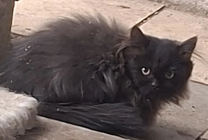 Babykatze gleich mit nehmen 