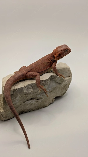 0.5 Bartagamen Pogona Vitticeps Dark Red Nachzuchten 2026