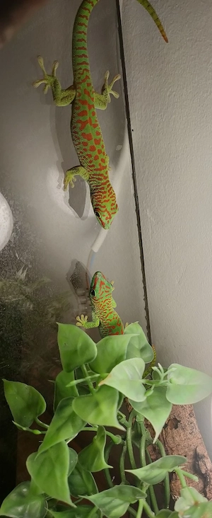 2 Madagaskar-Taggecko (Phelsuma madagascariensis) 
