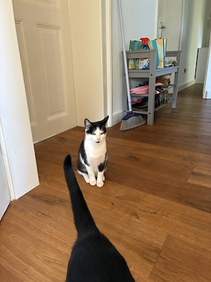 Katzenkinder abzugeben 