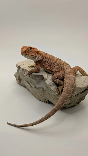 3.0 Bartagamen Pogona Vitticeps Red Orange   Dark Red Nachzucht 2026