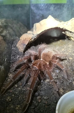 0.1 Theraphosa apophysis, NZ 2022