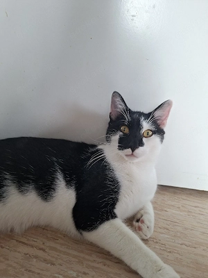 Für immer Zuhause für Nero und Lou gesucht  
