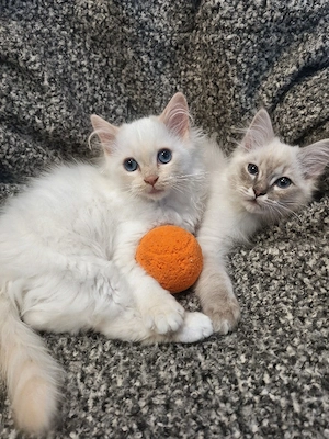 Heilige Birma Kitten, Kätzchen, Kater, Babykatzen