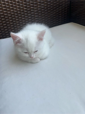 carmel katze 